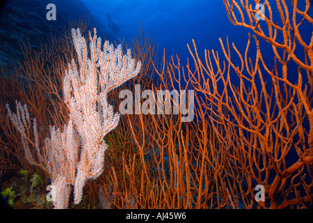 Coraux mous et gorgones fouet rouge coral peut-être Ctenocella sp Ailuk atoll du Pacifique Îles Marshall Banque D'Images