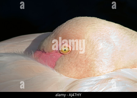 Close up d'un flamant rose posant sa tête sur son dos Banque D'Images