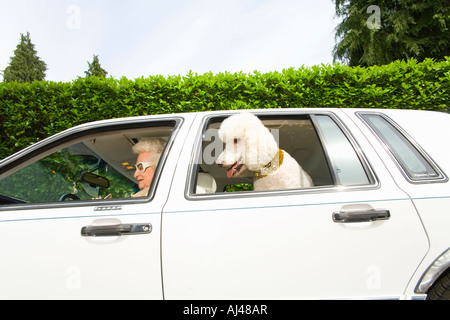 Senior woman and dog in car Banque D'Images