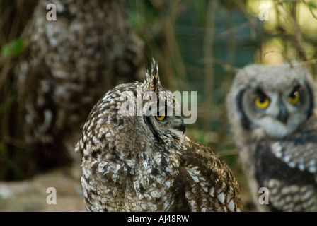 Spotted Eagle owl Bubo africanus avec les poussins le nord de l'Afrique du Sud Le Cap Banque D'Images