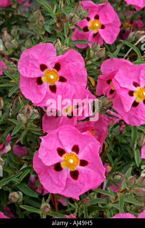 Orchid Ciste Cistus x purpureus Nom botanique Banque D'Images