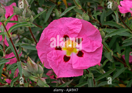 Orchid Ciste Cistus x purpureus Nom botanique Banque D'Images