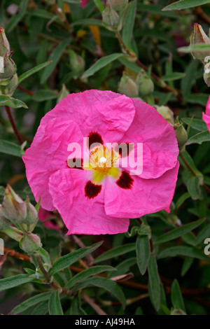 Orchid Ciste Cistus x purpureus Nom botanique Banque D'Images