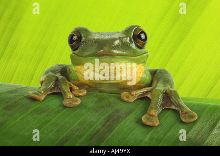 Blanford's frog 35 voile asiatique asie rainette rainette Rhacophorus dennysi vol Banque D'Images