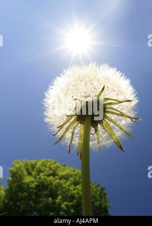 Le pissenlit officinal Taraxacum officinale infructescence dans rétro-éclairage Banque D'Images