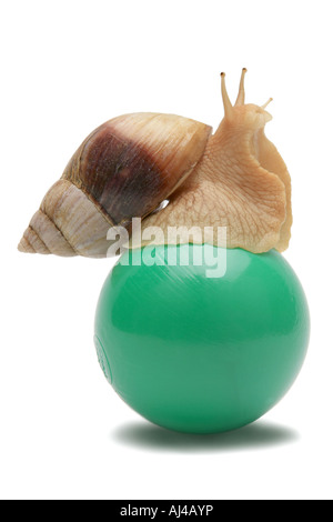 L'escargot africain African snail géant Achatina immaculata panthera var bicolore en équilibre sur une balle de plastique vert Banque D'Images