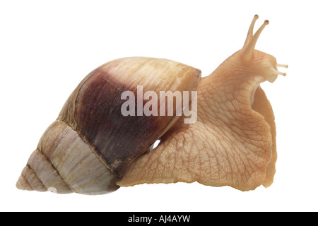 L'escargot africain African snail géant Achatina immaculata panthera var jusqu'à deux tons Banque D'Images