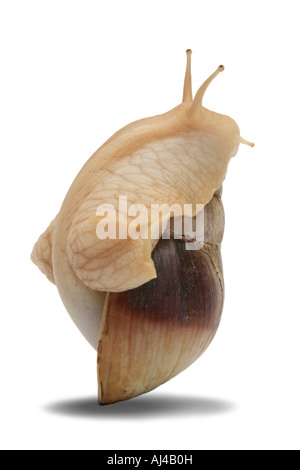 L'escargot africain African snail géant Achatina immaculata panthera var en équilibre sur deux tons coquille d'escargot Banque D'Images