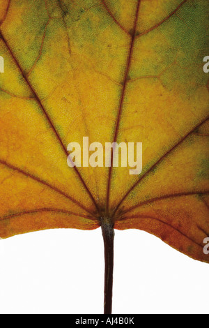 Autumnal maple leaf on white background Banque D'Images