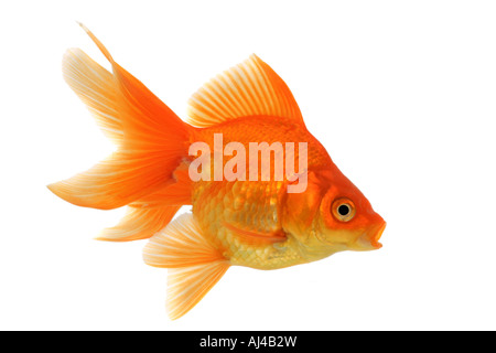 Fantail goldfish carpe Carassius auratus auratus Banque D'Images