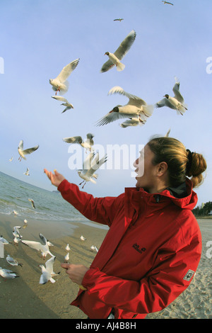 Mouette rieuse Larus ridibundus black femme nourrit les mouettes à la plage Allemagne Ruegen Banque D'Images