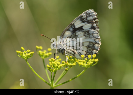 Melanargia galathea blanc marbré sur une fleur sauvage Banque D'Images