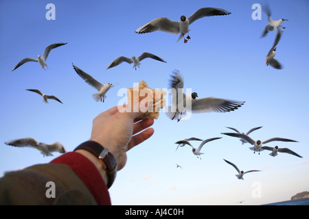 Mouette rieuse Larus ridibundus black part rss cerclé à la plage Allemagne Ruegen Banque D'Images
