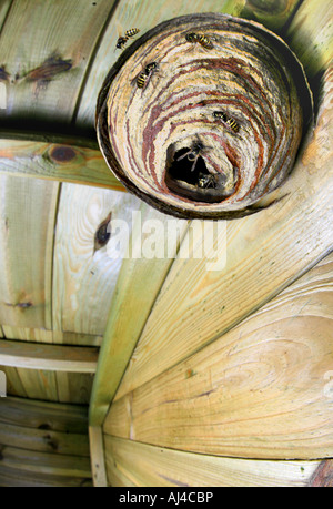 Guêpe Dolichovespula saxonica (Saxon), nichent dans un pavillon Banque D'Images