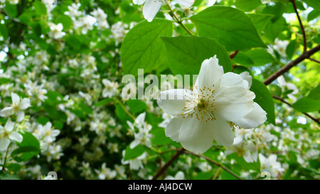 Syringa Seringa Philadelphus coronarius doux blooming Allemagne Banque D'Images