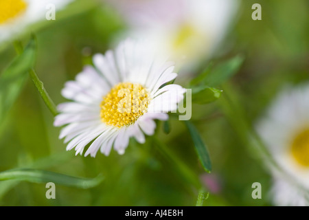 Michelmas Daisies Banque D'Images