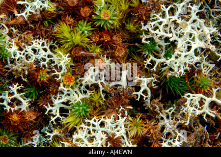 Très proche de macro image de nombreuses variétés de lichen et de mousse sur l'ensemble de plus en plus forte et hautement détaillées Dartmoor abstract Banque D'Images