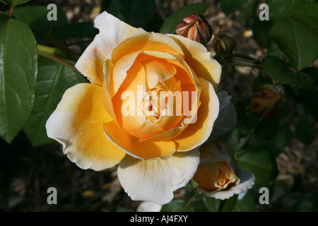 Golden peach rose, Queen's Gardens, Nelson, Nouvelle-Zélande Banque D'Images