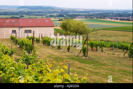 Une vue sur la vigne mère ou même grand mère de vignes qui sont la source de nouvelles plantes et des greffes et à l'arrière-plan d'une vue sur le village de Chouilly situé au vignoble expérimental du CIVC à Plumecoq près de Chouilly dans la Côte des Blancs Il est utilisé pour l'essai du traitement du sol traitements vigne clones la pulvérisation, Champagne, Marne, Ardennes, France Banque D'Images