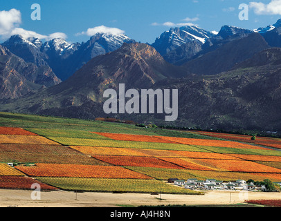 Sur un vignoble de la vallée de la rivière Hex en automne avec une montagne à distance Western Cape Afrique du Sud Banque D'Images