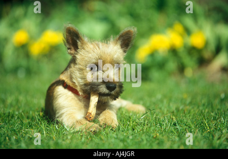 Les jeunes Cairn Terrier de mâcher un os Banque D'Images