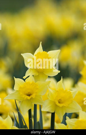 Trio de jonquilles Banque D'Images