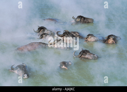 Les buffles d'eau dans Germav lac thermal, Mus la Turquie. Banque D'Images