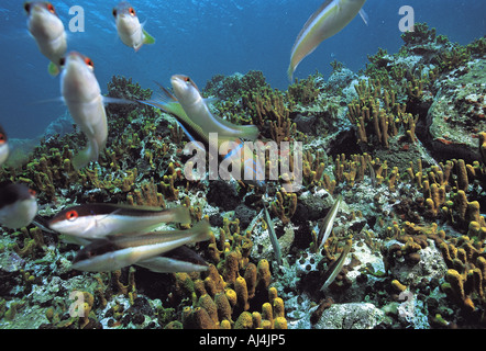 Rainbow wrasse, Coris julis Ayvalik, Turquie. Banque D'Images