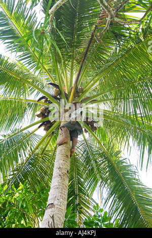 Homme autochtone locale 62 ans grimpe cocotier pour récupérer des noix de coco sur l'île de Kosrae Micronésie États fédérés de Micronésie Banque D'Images