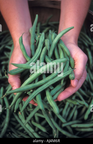 Close-up of main pleine de haricots frais Banque D'Images