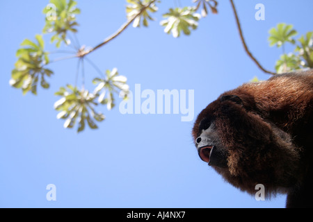 Singe hurleur dans Inti Wara Yassi sanctuaire (Ambue Ari) dans la jungle bolivienne. Banque D'Images