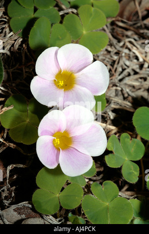 La grande-duchesse - Oxalis petite oseille purpurea - Famille Oxalidaceae Banque D'Images