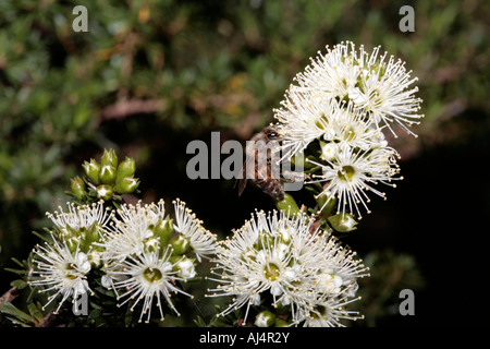 Miel de granit/Tickbush myrte avec Abeilles et Spider web couverts avec du pollen- Kunzea ambigua [syn.K.]corifolia Apis mellifera Banque D'Images