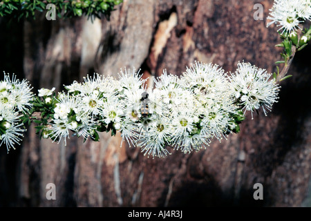 Miel de granit/Tickbush et myrte Hoverfly- Kunzea ambigua [syn] corifolia.K.avec Hoverfly Banque D'Images