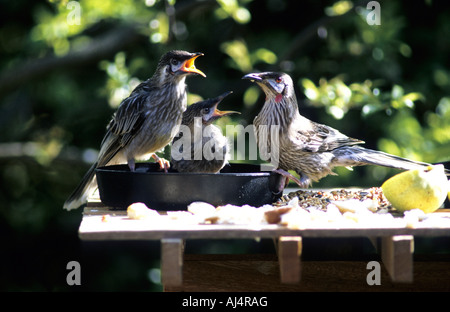 Wattlebird Poussins d'alimentation rouge - [Anthochaera carunculata] carunculata Banque D'Images