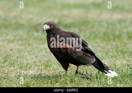 Hawk parabuteo unicinctus Harris sur l'herbe au cours de fauconnerie au château de glenarm open day le comté d'Antrim en Irlande du Nord Banque D'Images
