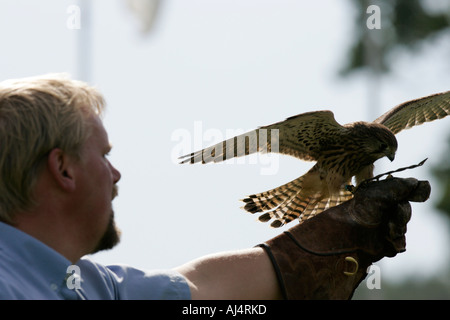 Colin Urwin de fauconnerie Dunluce montre une vieille de six semaines kestrel Falco tinnunculus pendant une fauconnerie Banque D'Images