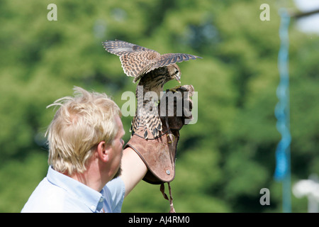 Colin Urwin de fauconnerie Dunluce montre une vieille de six semaines kestrel Falco tinnunculus pendant une fauconnerie Banque D'Images