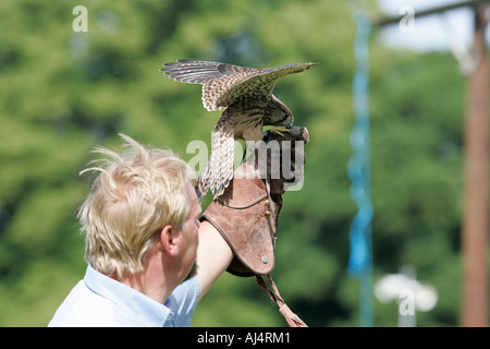 Colin Urwin de fauconnerie Dunluce montre une vieille de six semaines kestrel Falco tinnunculus pendant une fauconnerie Banque D'Images