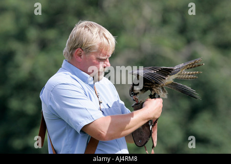 Colin Urwin de fauconnerie de Dunluce est titulaire et alimente un faucon lanier Falco biarmicus pendant une fauconnerie Banque D'Images