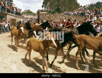 Des chevaux sauvages qui sortent de l'enclos après la célébration de Rapa das Bestas à Sabucedo Galice Espagne Banque D'Images