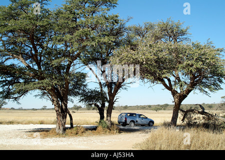 Camelthorn arbre. Acacia erioloba. Dans le Kalahari Transfrontier Park Afrique du Sud RSA. 4X4 véhicule sur Safari Banque D'Images