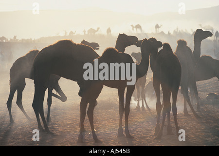 Les chameaux Pushkar Rajasthan Inde Banque D'Images