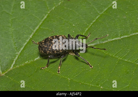 Vigne adultes, Otiorhynchus sulcatus. Kent, UK, Juillet Banque D'Images