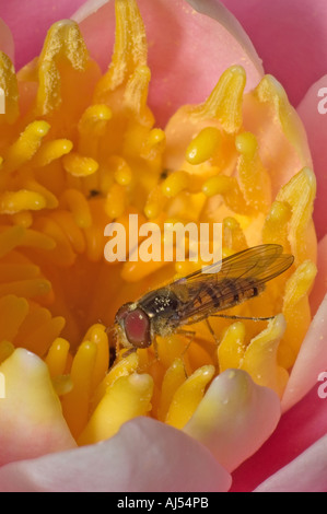 Episyrphus balteatus, Hoverfly sur Fleur de lys d'eau et couvert de pollen. Kent, UK, juillet. Banque D'Images
