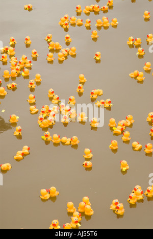 Duckies en caoutchouc caoutchouc Ducky en charité race canal Ala Wai Honolulu Oahu Hawaii Banque D'Images