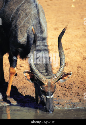 Nyala mâle de l'alcool à un pool de Mkuzi Game Reserve Afrique du Sud du Kwazulu Natal Banque D'Images