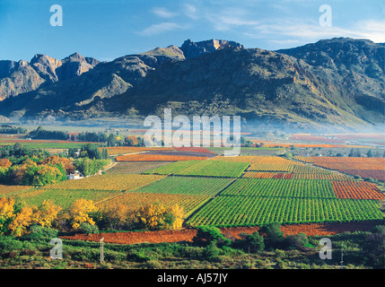 Un paysage coloré avec des vignes d'automne de la vallée de la rivière Hex West Cape Afrique du sud des montagnes en arrière-plan Banque D'Images