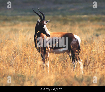 Un beau mâle adulte en Bontebok Parc National de Bontebok Swellendam West Cape Afrique du Sud Banque D'Images