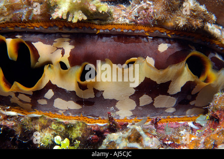 Huître épineuse Spondylus varius atoll Ailuk Pacifique Îles Marshall Banque D'Images